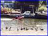 Thames_28.JPG