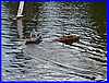 Beale Boats 061.JPG